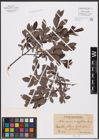 Foto von Salix aurita L. x Salix myrtilloides L.